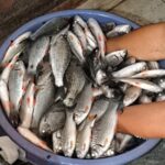 Blue tub filled with small silver fish with orange markings, held by two hands.