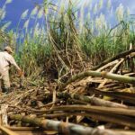 Worker walks through a sugarcane field amid tall green stalks and scattered broken stalks on the ground, under a blue sky.