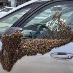 Silver car door with a large swarm of bees covering the driver’s side, including the mirror and window area.