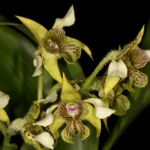 Cluster of yellow-green orchids with maroon striped lips on a dark background, close-up detail reveal fuzzy stems and green leaves