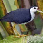Black-and-white wading bird with yellow legs perched on a green leaf in a wetland setting, facing right.