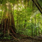 Dense tropical rainforest scene with tall trees, large buttress roots splitting across the forest floor, and green foliage bathed in dappled sunlight.