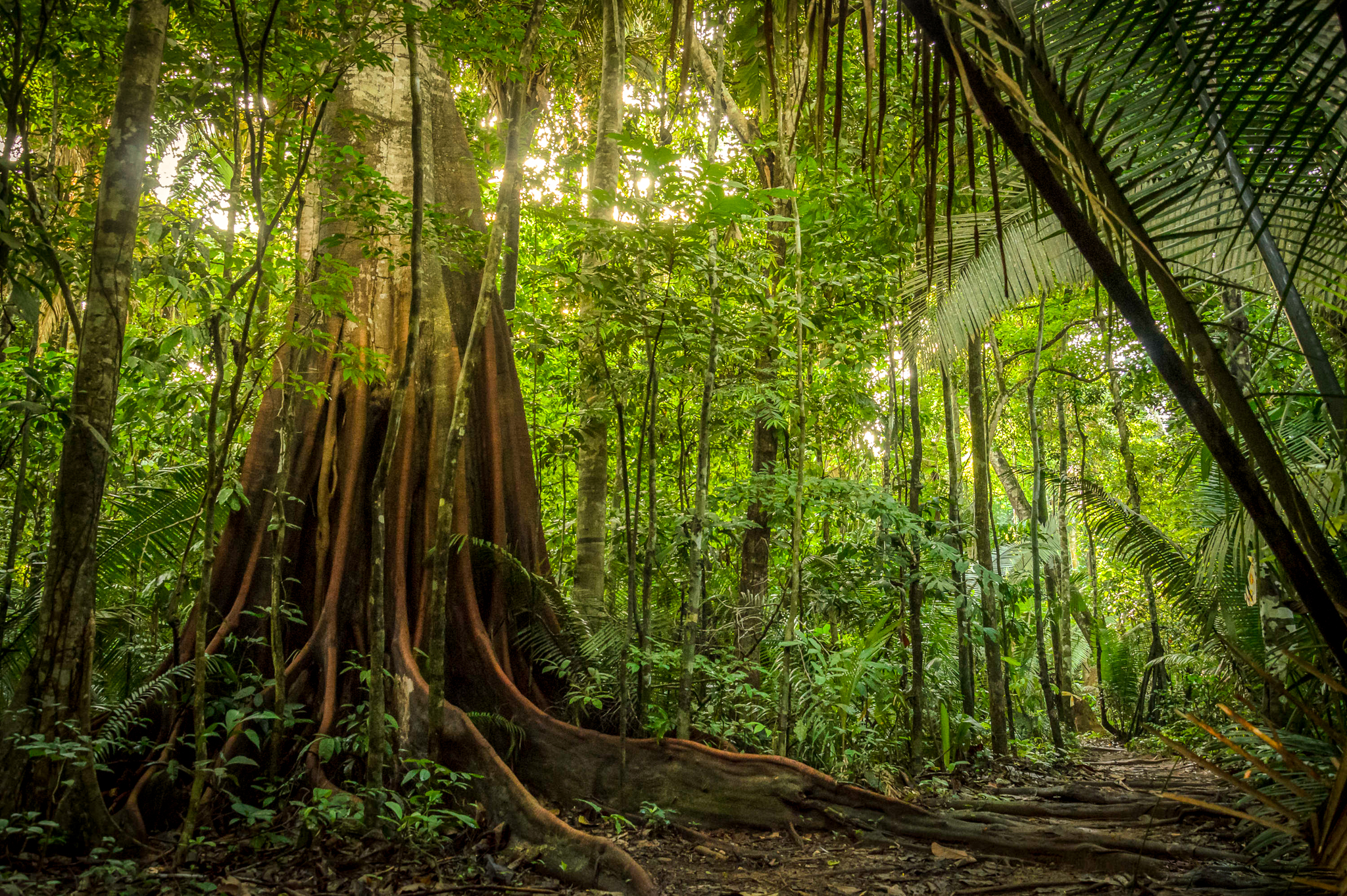 Dense tropical rainforest scene with tall trees, large buttress roots splitting across the forest floor, and green foliage bathed in dappled sunlight.