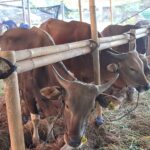 Cattle in a barn tied to a bamboo railing, eating straw from the ground with numbered ear tags visible