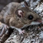 Small brown mouse clinging to rough tree bark, facing right on a textured trunk.